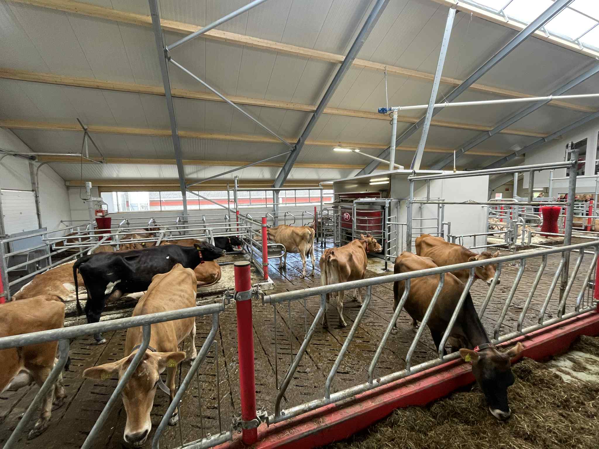 Nytt fjøs og Jersey kyr hos Sveinar Vadla, Hjelmeland 2025