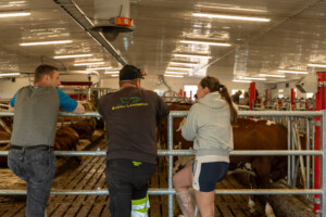 Åpent fjøs hos Ola Holst. Alvdal, 2025