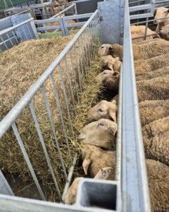 Apetittfôrkasse for sau og geit