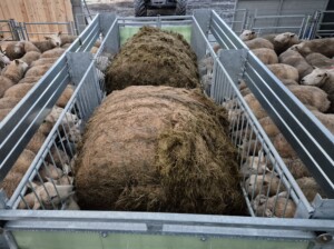 Apetittfôrkasse for sau og geit