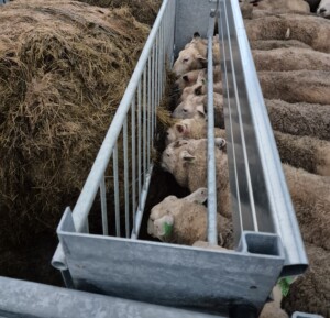 Apetittfôrkasse for sau og geit