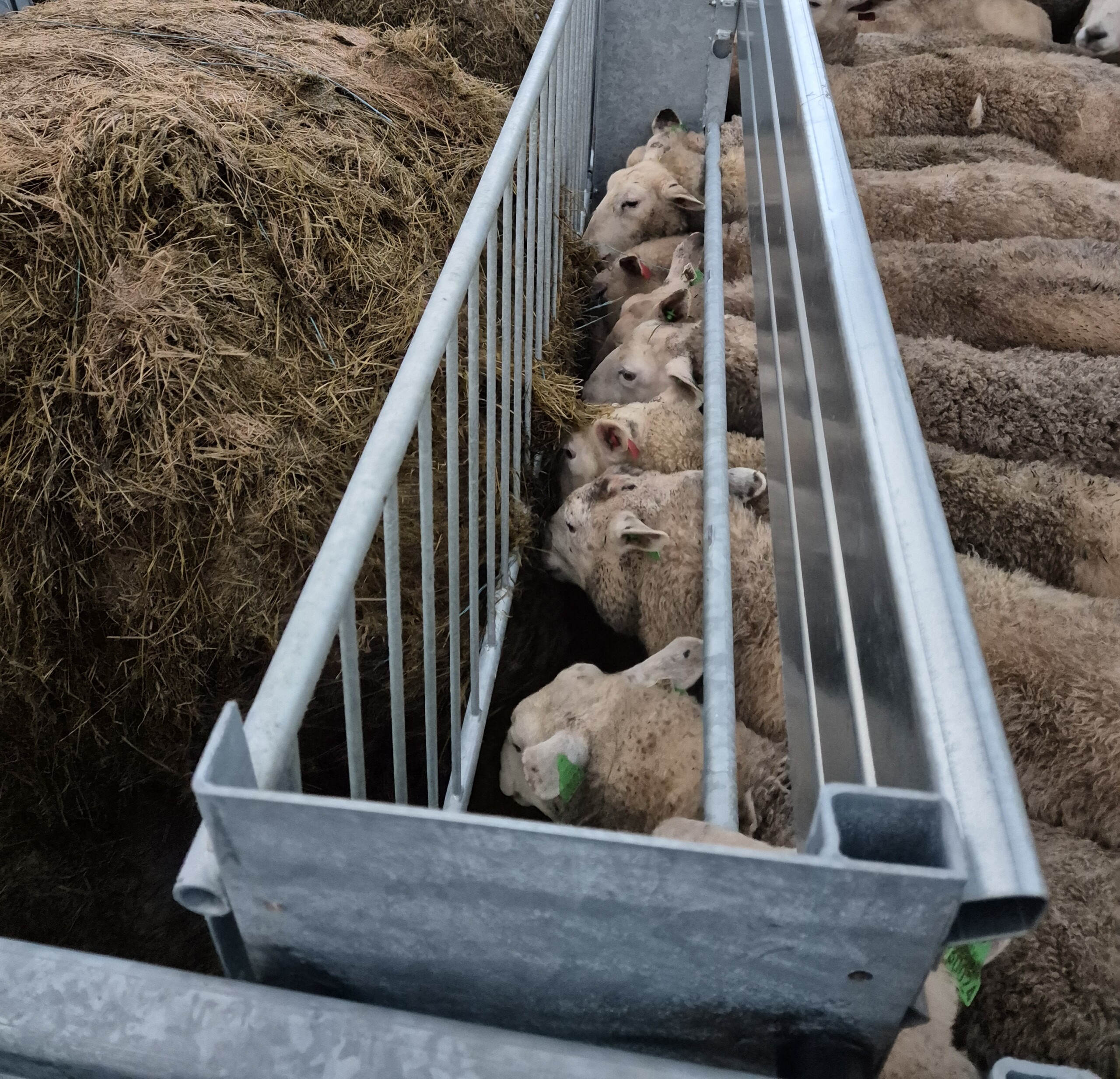 Appetittfôrkasse for sau