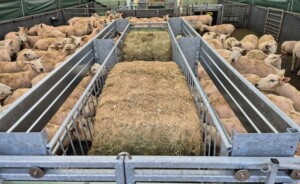 Apetittfôrkasse for sau og geit