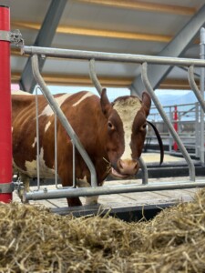 Oppstart nytt fjøs hos Kent Tore Rusdal. Jourdain innredning. Hovsherad 2025