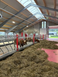 Oppstart nytt fjøs hos Kent Tore Rusdal. Jourdain innredning og spalt fra Suding. Hovsherad 2025