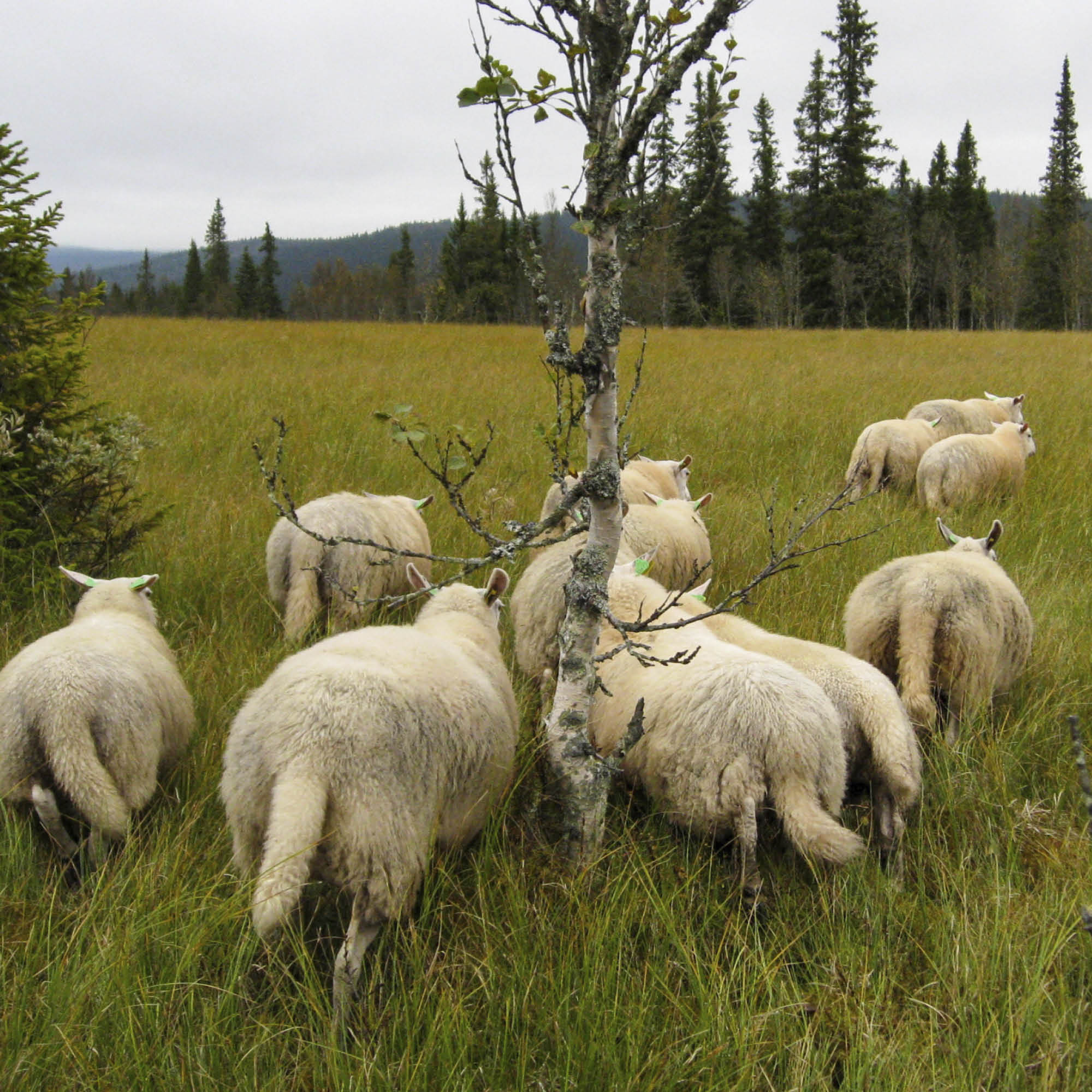 Sauesanking, fra gjeterhund til GPS-bjeller