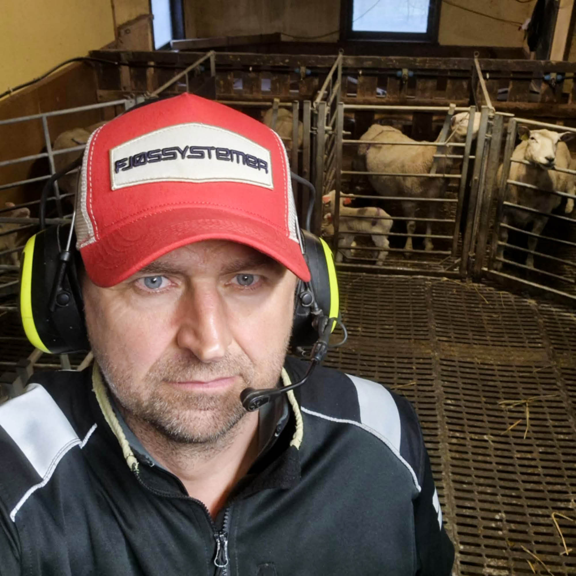 Ett år med saue-innovasjon