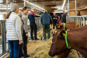 Åpent fjøs hos familien Kvebu på gården Bjørli. Sør-Fron 2025