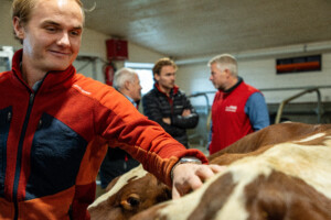 Åpent fjøs hos familien Kvebu på gården Bjørli. Sør-Fron 2025