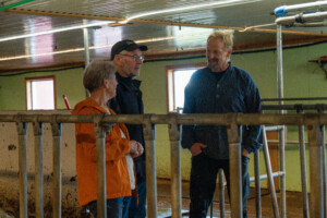 Åpent fjøs hos familien Kvebu på gården Bjørli. Sør-Fron 2025