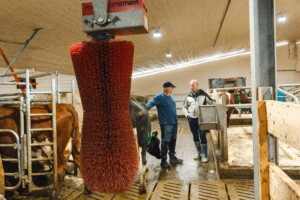 Åpent fjøs hos familien Kvebu på gården Bjørli. Sør-Fron 2025