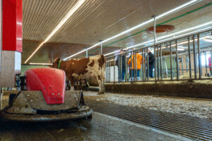 Åpent fjøs hos familien Kvebu på gården Bjørli. Sør-Fron 2025