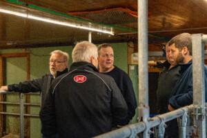 Åpent fjøs hos familien Kvebu på gården Bjørli. Sør-Fron 2025