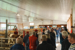 Fra påbygget med utsikt inn i kalveavdelingen. Åpent fjøs hos Hans Ulberg. Sør-Fron 2025