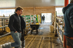 Utgang til beite. Åpent fjøs hos Hans Ulberg. Sør-Fron 2025