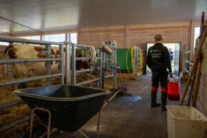 Åpent fjøs hos Hans Ulberg. Sør-Fron 2025