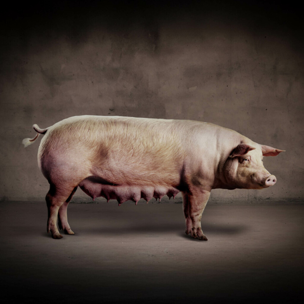 Grising, Duroc og Hampshire Grising, Duroc og Hampshire