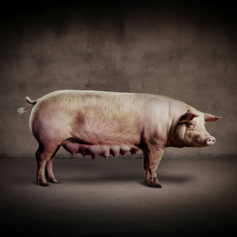 Grising, Duroc og Hampshire Grising, Duroc og Hampshire