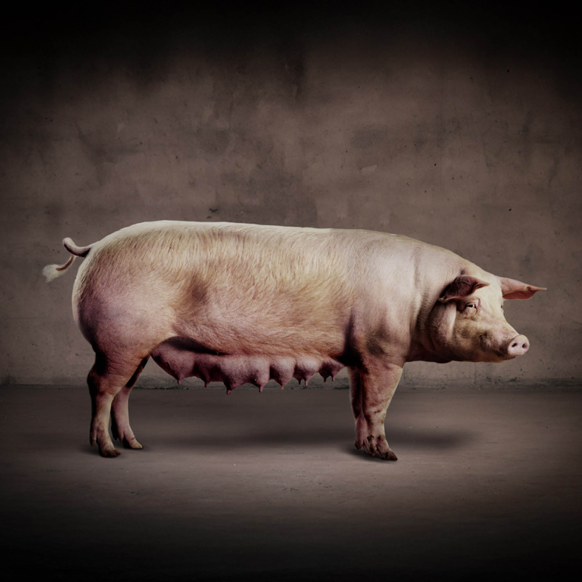 Grising, Duroc og Hampshire