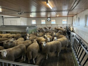 Storbingeløsning hos Anette og Fredrik Kirkelund i Hernes, 2025