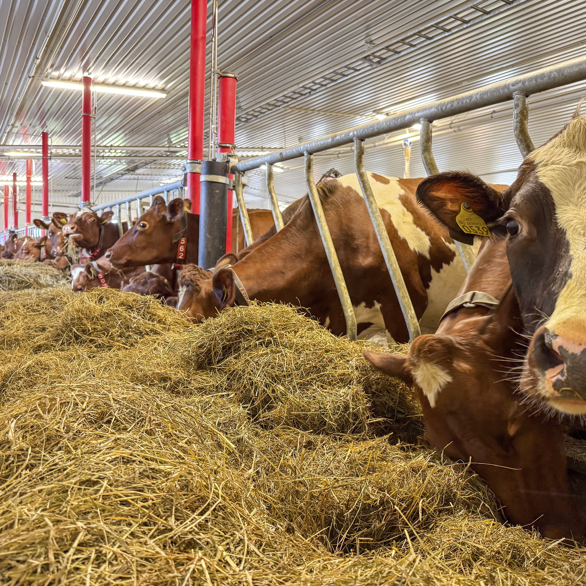 Unngå vekttap og dårlig drektighet: Slik lykkes du med kviger og innsetting i høst