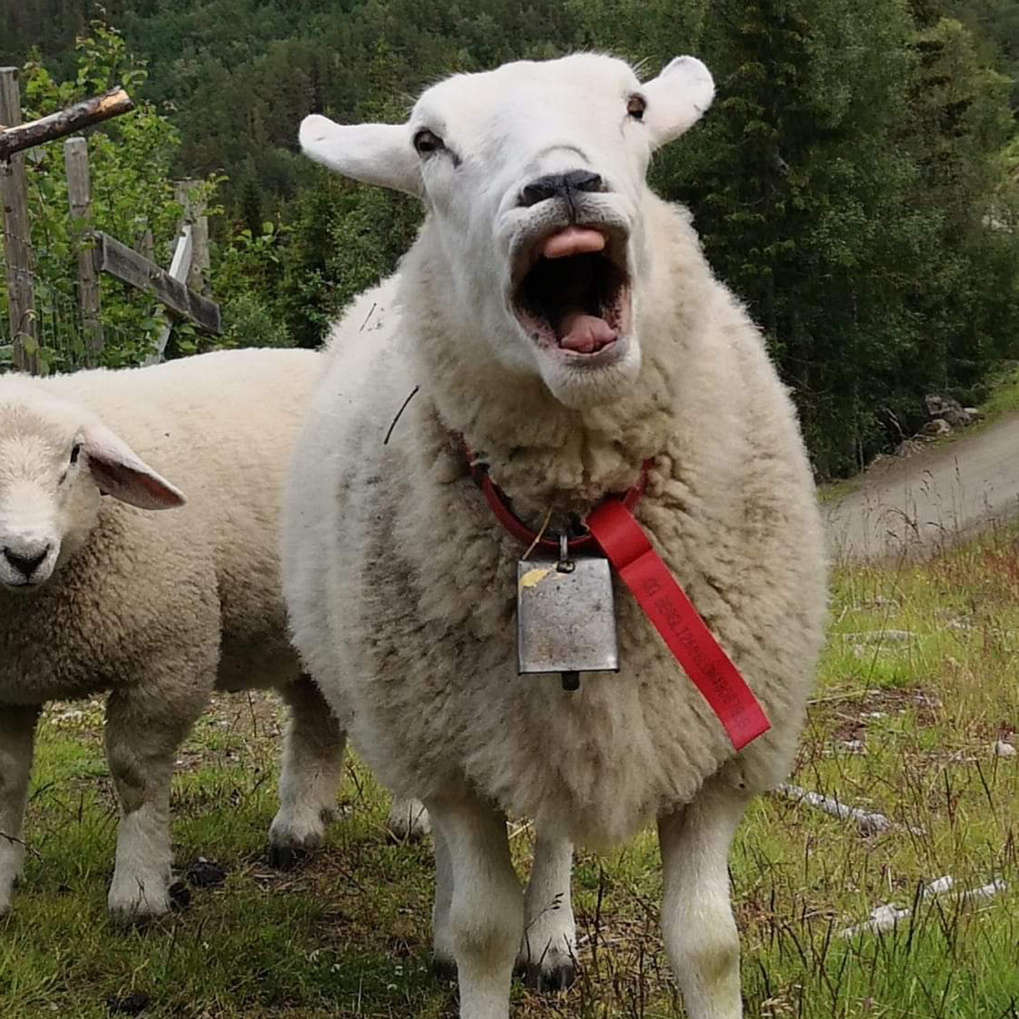 Sauebønder analyserer slakt og planlegger fremtiden