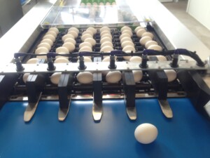 Damtech Optipack 70 eggpakkemaskin