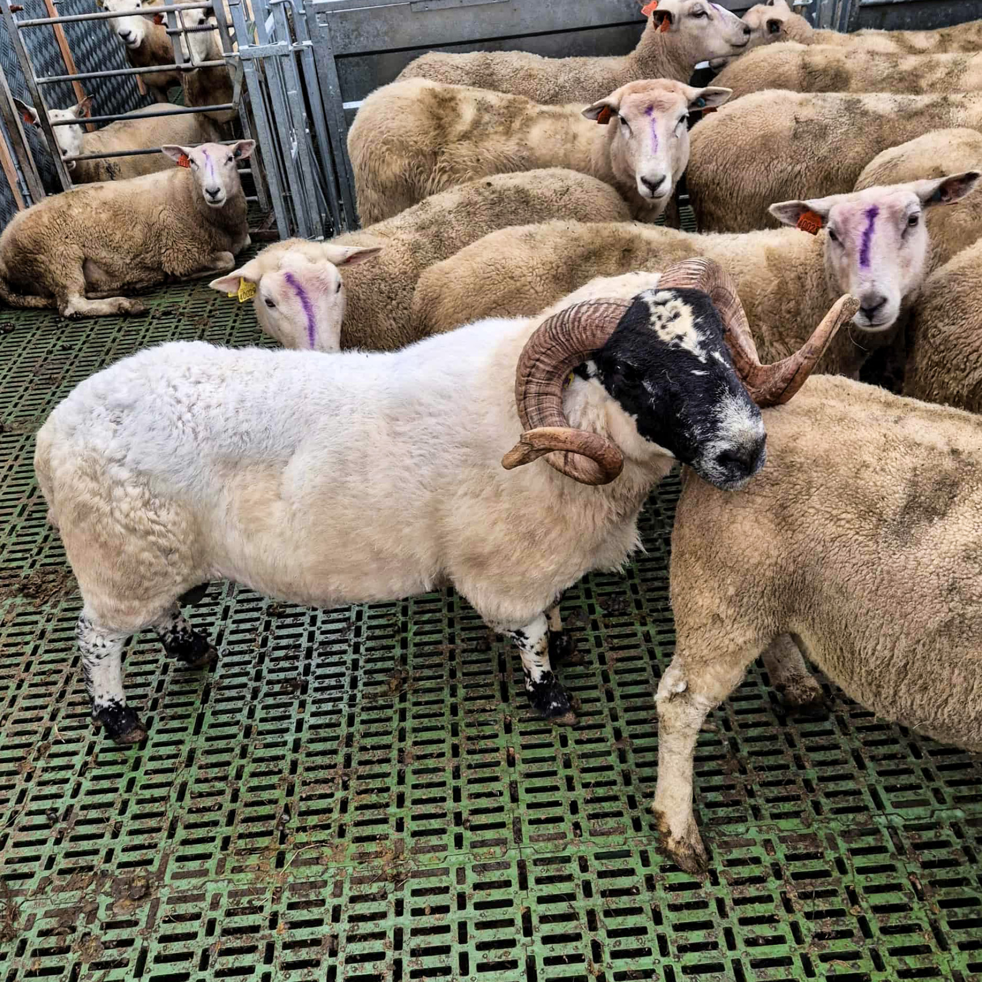 Paring, avl og vinterens fagmøter