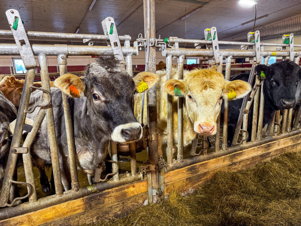 Tyroler Grey og Charolais hos Tore Krogsveen. Fåvang 2025