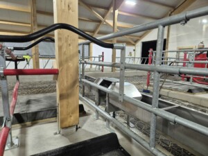 Suevia drikkekar. Magne Landrø og May Rita Olsen. Lensvik, desember 2025.