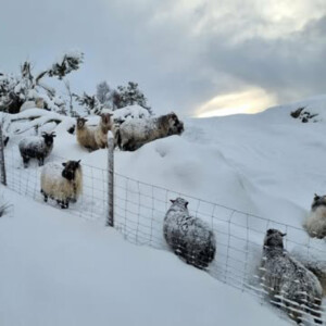 Sauepodden julespesial 2025