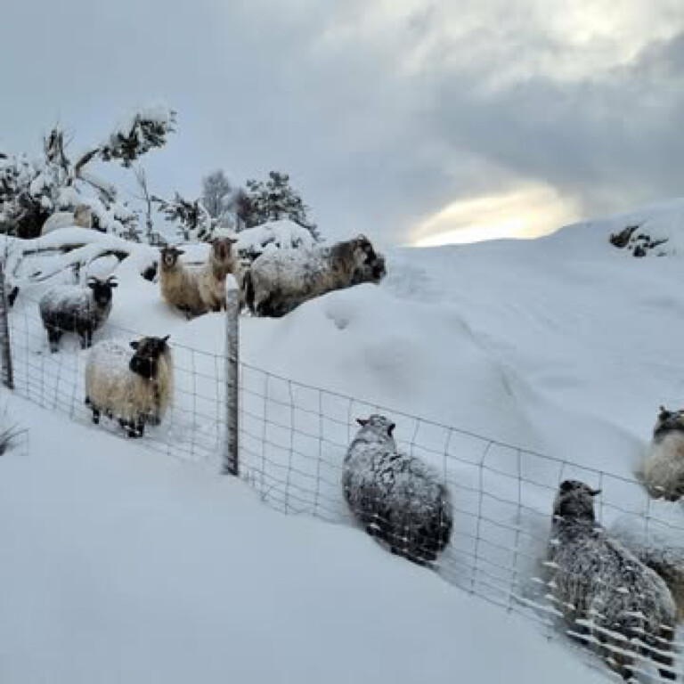 Sauepodden julespesial 2025