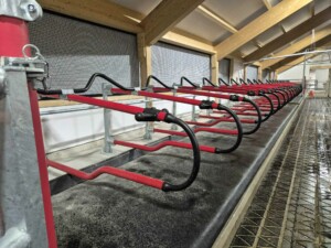 EasyFix Dream fleksible liggebåser med buet nakkerør og Cow-guide og 90 mm Pasture Mat fra Promat Inc. Magne Landrø og May Rita Olsen. Lensvik, desember 2025.