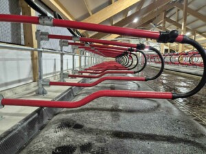 EasyFix Dream fleksible liggebåser med buet nakkerør og Cow-guide og 90 mm Pasture Mat fra Promat Inc. Magne Landrø og May Rita Olsen. Lensvik, desember 2025.