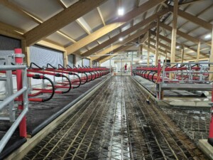 EasyFix Dream fleksible liggebåser med buet nakkerør og Cow-guide og 90 mm Pasture Mat fra Promat Inc. Magne Landrø og May Rita Olsen. Lensvik, desember 2025.