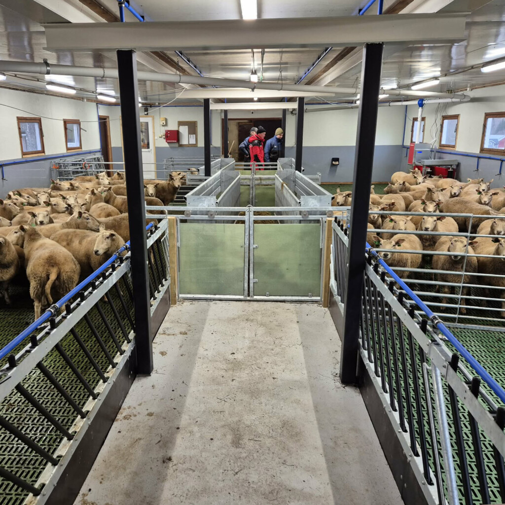 Fra ku til sau i Lærdal