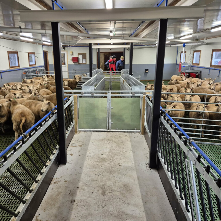 Fra ku til sau i Lærdal