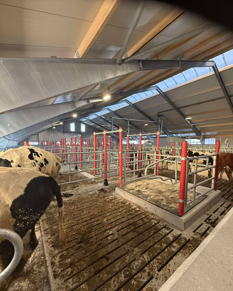 Flott melkekufjøs på Kleppe