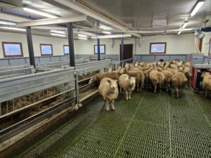 Storbingeløsning. Finn Mo, Lærdal 2026