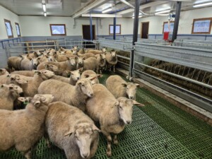 Storbingeløsning. Finn Mo, Lærdal 2026