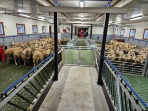 Storbingeløsning. Finn Mo, Lærdal 2026