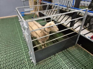 Lammeboks. Finn Mo, Lærdal 2026