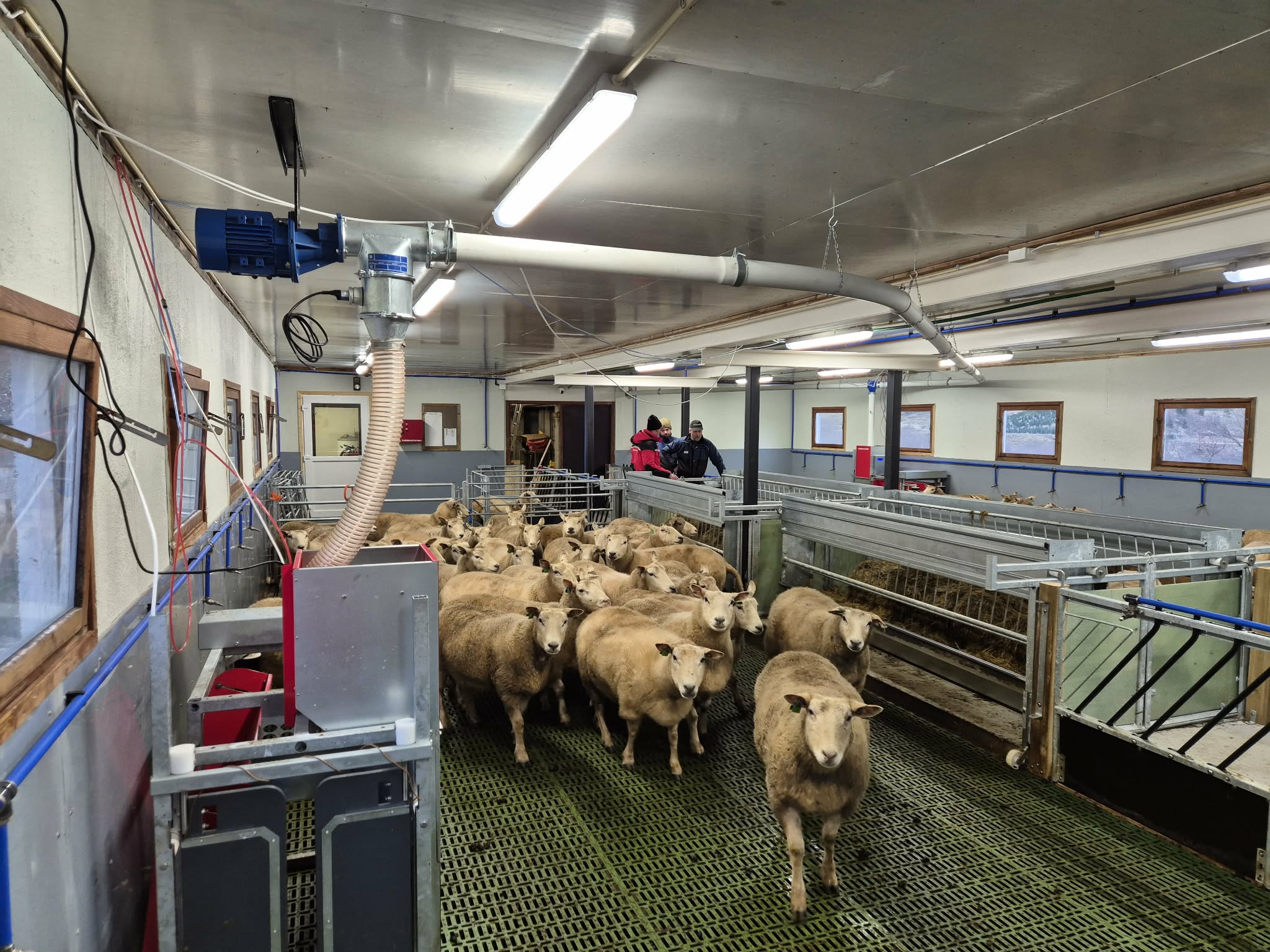 Kraftfôrstasjon til sau