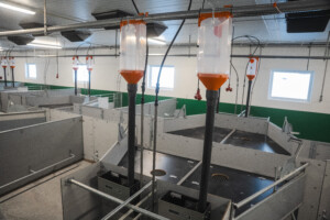 Tørrfôringsanlegg til gris i FT-30 binge hos Solveig og Svein Roar Nygaard. Lena, 2026