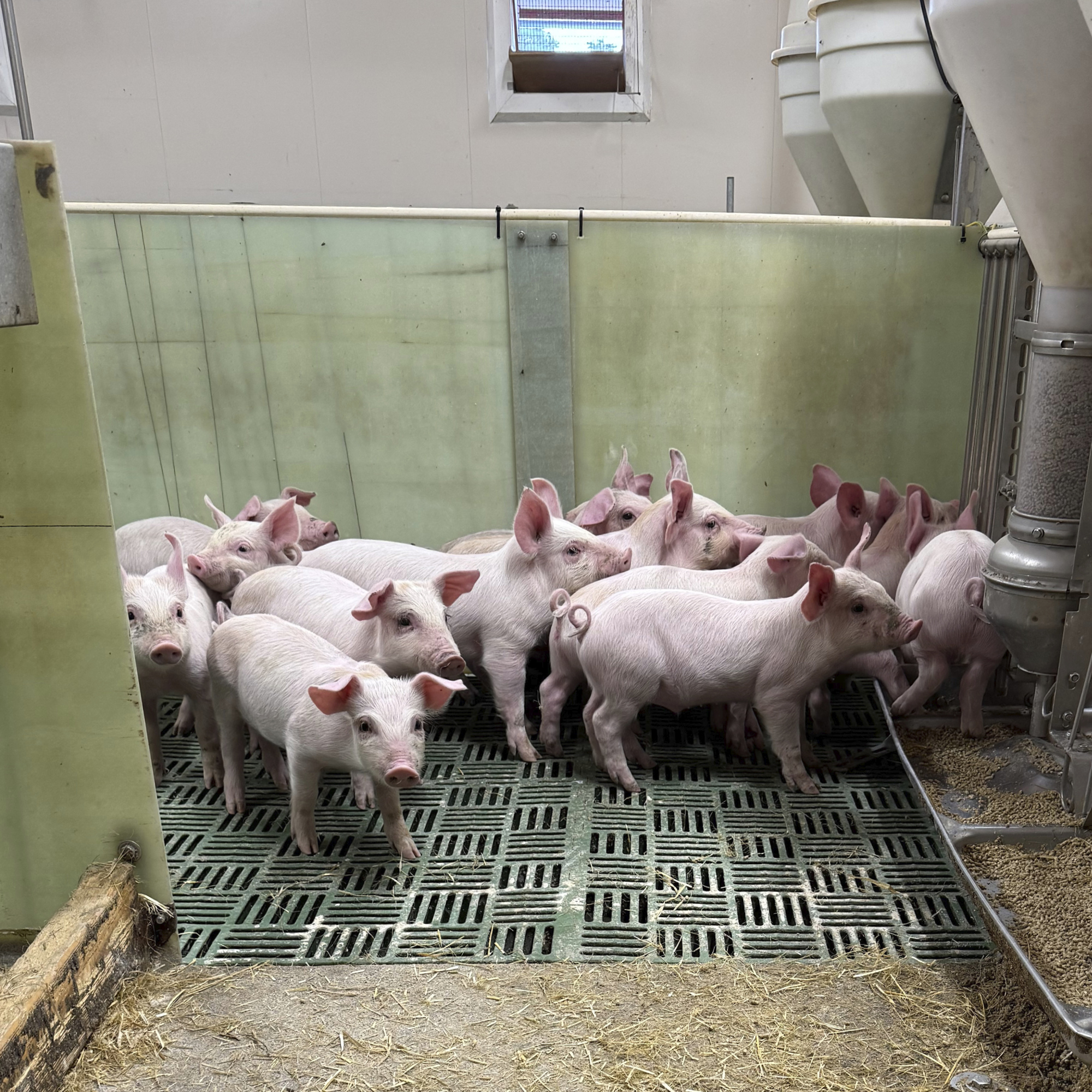 Verdien av gode rutiner ved avvenning