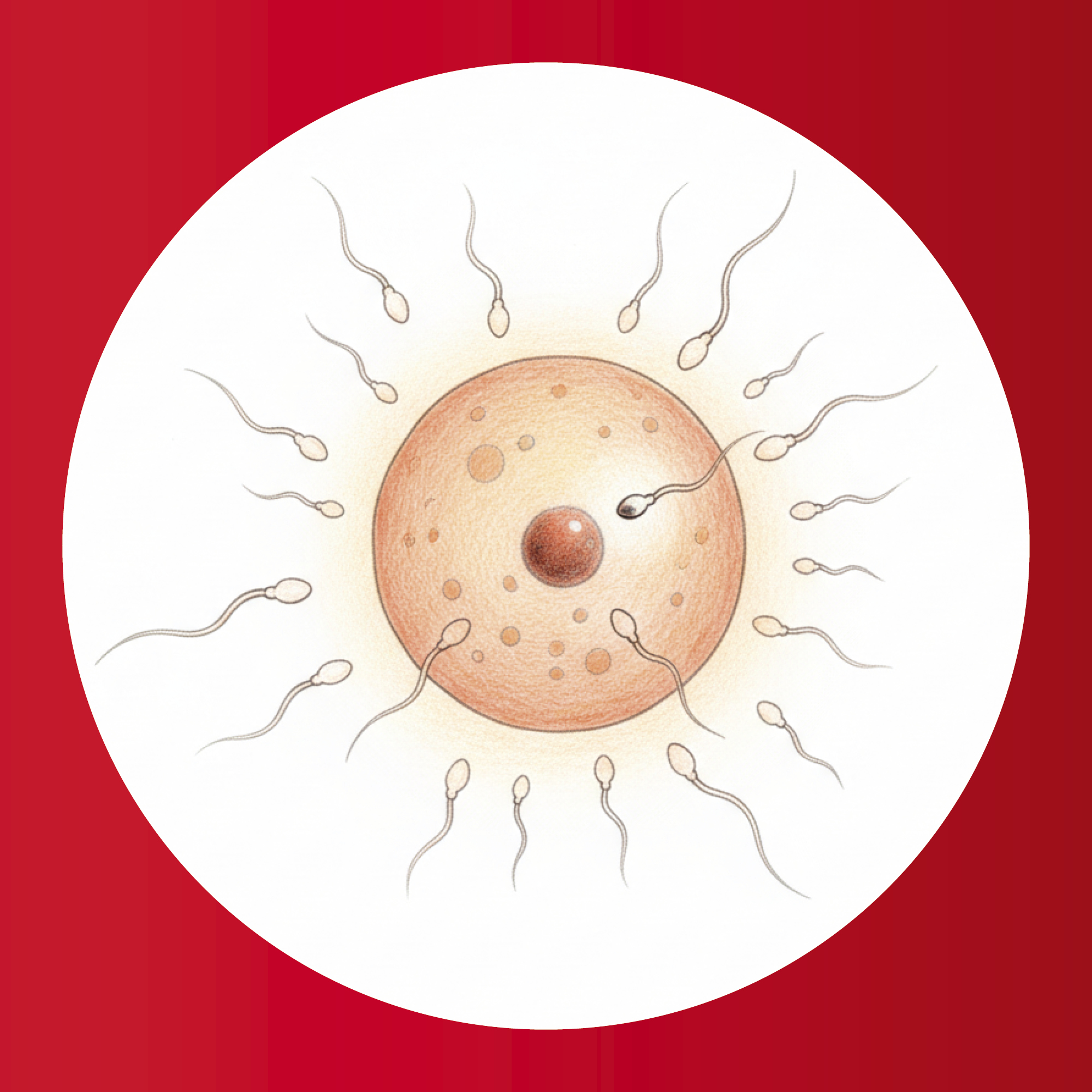 Bedre fruktbarhet starter med trivsel og gode rutiner