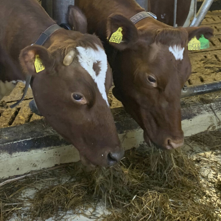 Årets grovfôrsesong er under anmarsj