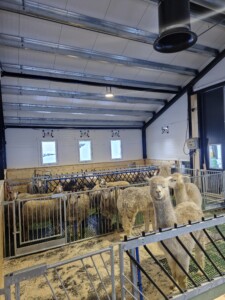 Sauefjøs hos Kjersti og Stian Nordgård Lid. Voss, 2026