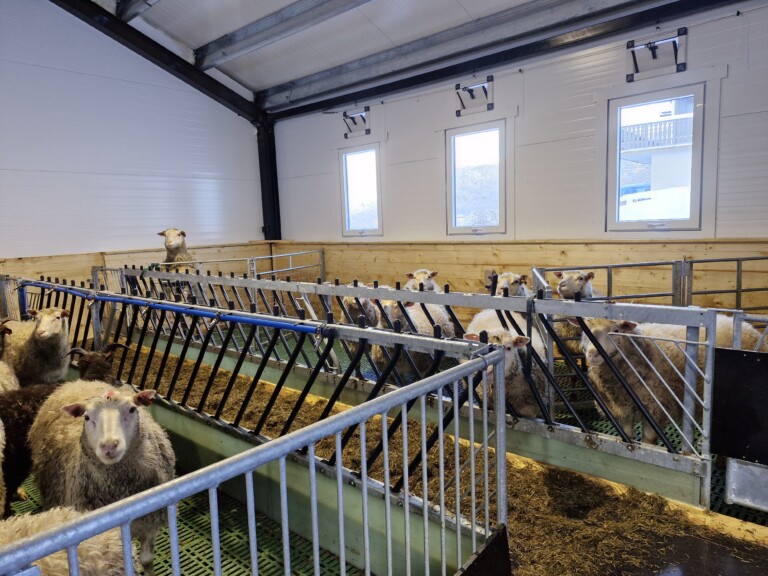 Sauefjøs hos Kjersti og Stian Nordgård Lid. Voss, 2026