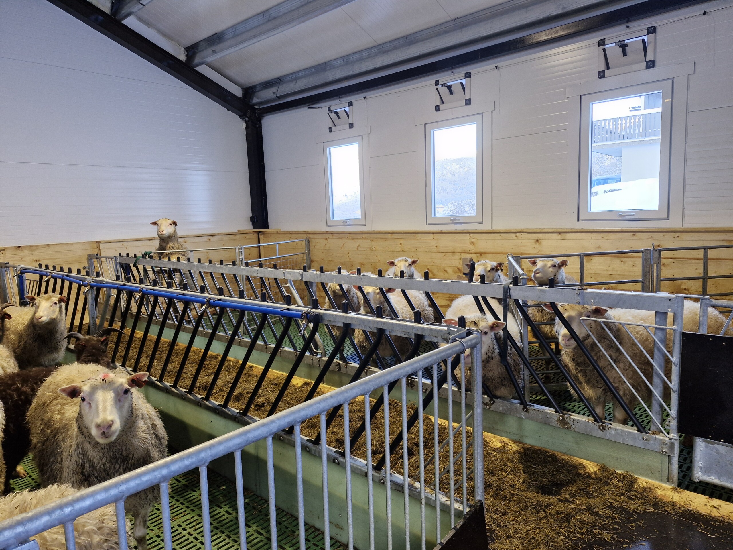 Nytt sauefjøs på Voss